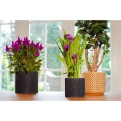 Bloempotten Jacco Zwart - Set Van 5 Stuks -Ecopots Tuingereedschap Verkoop 1614005419 5 600
