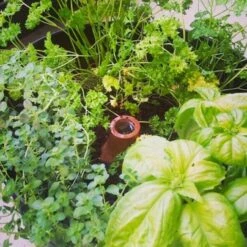 Bewateringssysteem Hydro Max Olla - L 9 Bewateringssysteem Hydro Max Olla - L -Ecopots Tuingereedschap Verkoop 1677165464 5 600