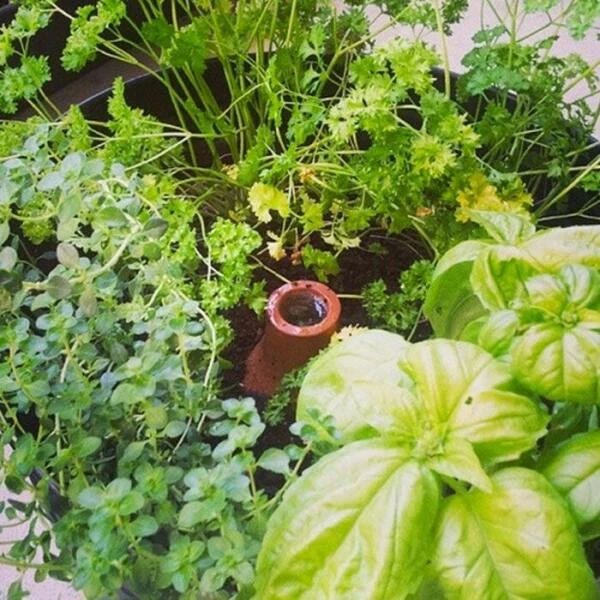 Bewateringssysteem Hydro Max Olla - L 5 Bewateringssysteem Hydro Max Olla - L - Afbeelding 5