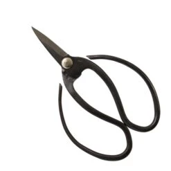 Bonsai Schaar - Large