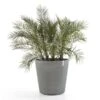 ECOPOTS Amsterdam Op Wielen - Grijs 80 Cm