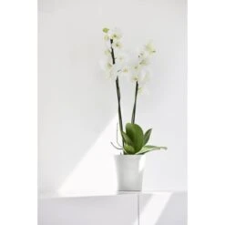 ECOPOTS Morinda Orchideeënpot - Pure White Ø 14 Cm -Ecopots Tuingereedschap Verkoop ecopots morinda wit 14 cm 1672144561 3 600