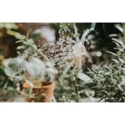 Gieter Haws 1 Liter - Metaal Groen 6 Gieter Haws 1 Liter - Metaal Groen -Ecopots Tuingereedschap Verkoop gieter haws 1 l metaal groen 1659089270 2 600