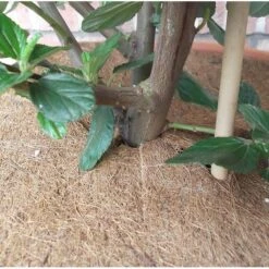 Kokos Afdekring Bloempotten - Ø 37 Cm -Ecopots Tuingereedschap Verkoop kokos 2delige afdekring 37 cm 1484053767 4 600