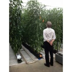 Kweeksysteem Met Automatische Bewatering 6 Kweeksysteem Met Automatische Bewatering -Ecopots Tuingereedschap Verkoop kweeksysteem met bewatering 1556702313 1 600