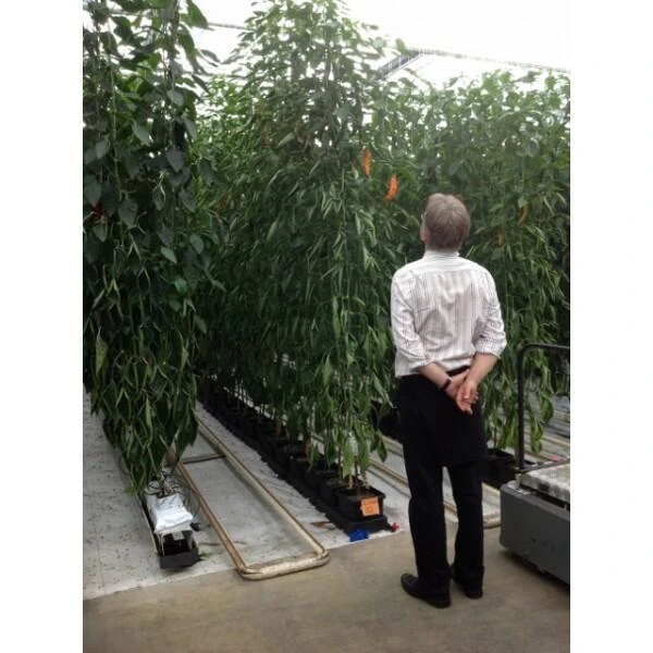 Kweeksysteem Met Automatische Bewatering 3 Kweeksysteem Met Automatische Bewatering - Afbeelding 3