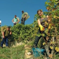Oogstschaar Felco 300 - Bloemen En Vruchten -Ecopots Tuingereedschap Verkoop oogstschaar felco 300 bloemen en vruchten 1517236835 2 600