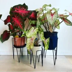 Plantenstandaard Blom Zwart - 18 × 18 × 25 Cm -Ecopots Tuingereedschap Verkoop plantenstandaard blom 18x18x25 cm 1632464403 3 600