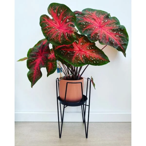 Plantenstandaard Blom Zwart - 24 × 24 × 38.5 Cm 2 Plantenstandaard Blom Zwart - 24 × 24 × 38.5 Cm - Afbeelding 2