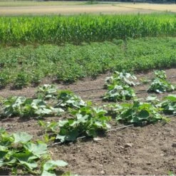 Vloeidarm Rol 250 Meter 8 Vloeidarm Rol 250 Meter -Ecopots Tuingereedschap Verkoop vloeidarm rol 250 meter 1532606530 1 600