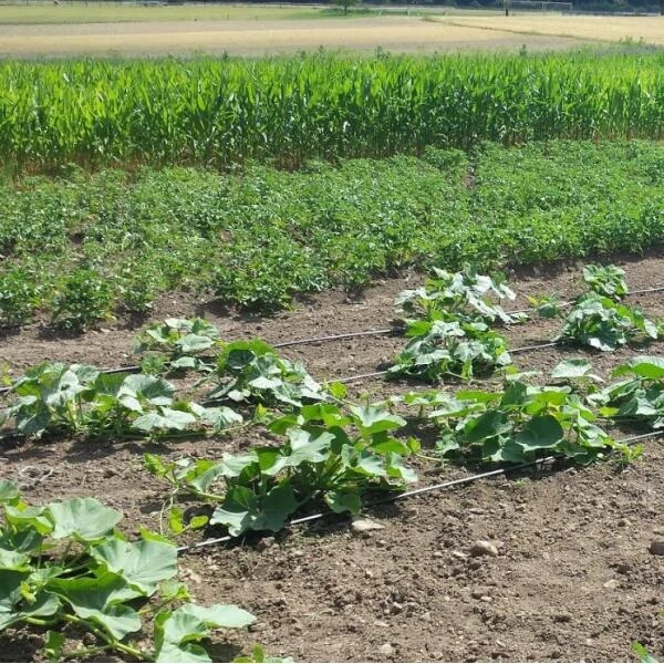 Vloeidarm Rol 250 Meter 3 Vloeidarm Rol 250 Meter - Afbeelding 3