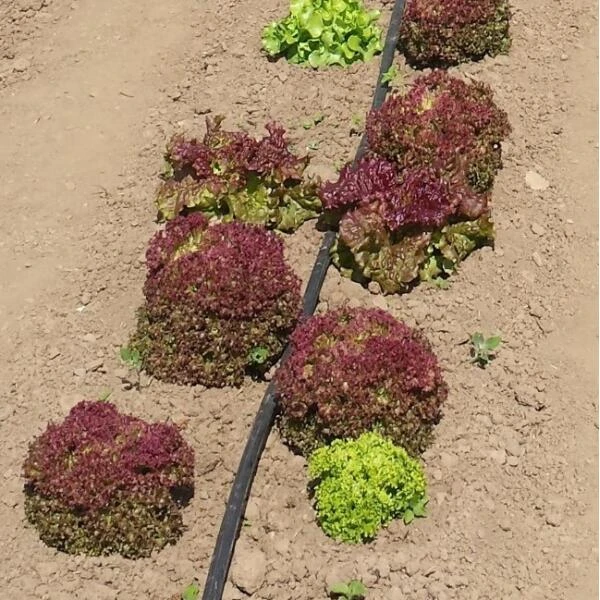 Vloeidarm Rol 250 Meter 2 Vloeidarm Rol 250 Meter - Afbeelding 2